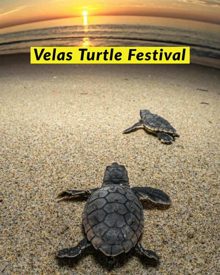 Velas Turtle Festival 2024 TraWell Amigos